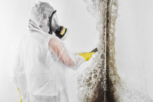 Best Mold Remediation  in East Milton, FL